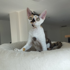 naam kat