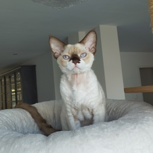 naam kat